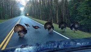 Turkey crossing the road in Great Smoky Mountains National Park