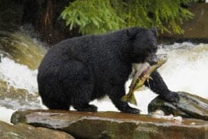 black bear with fish